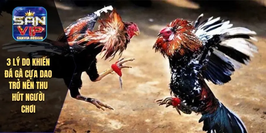 3 lý do khiến đá gà cựa dao trở nên thu hút người chơi